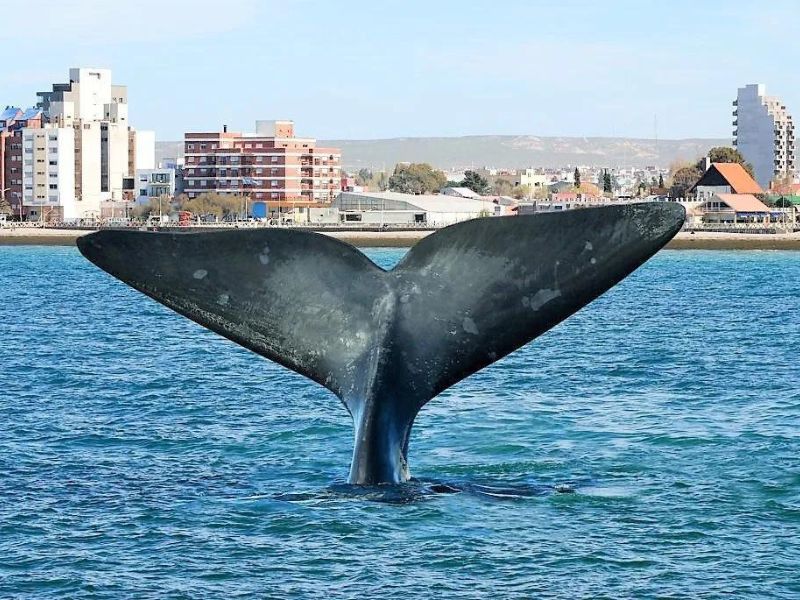 Puerto Madryn 1